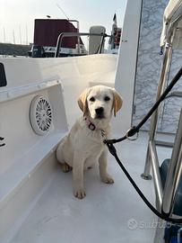 Cuccioli di Labrador colore miele e nero con pedig