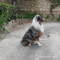 Pastore Australiano maschio