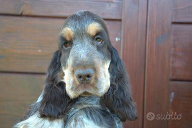 Cucciolo do cocker spaniel inglese disponibile 