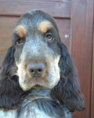 Cucciolo do cocker spaniel inglese disponibile 