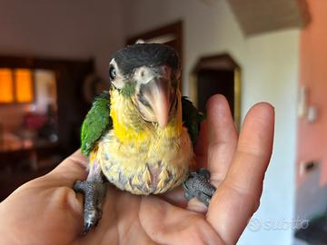 Pappagallo pagliaccio allevato a mano