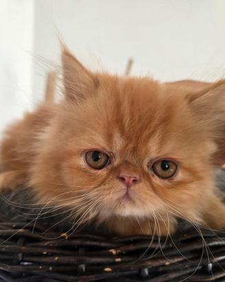 Gattino persiano