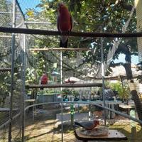 Cacatua rosa singoli o coppie di diverse età