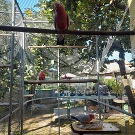 Cacatua rosa singoli o coppie di diverse età