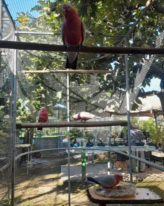Cacatua rosa singoli o coppie di diverse età