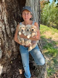 Goden Retriever cuccioli