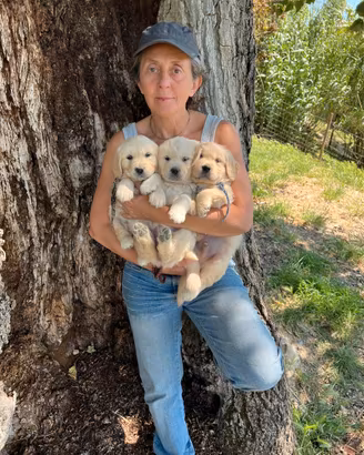 Goden Retriever cuccioli