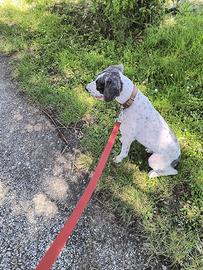 Lagotto romagnolo con certificato