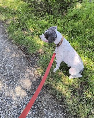 Lagotto romagnolo con certificato