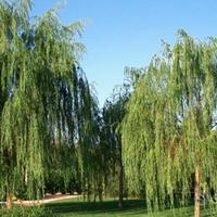 Salice  piangente.