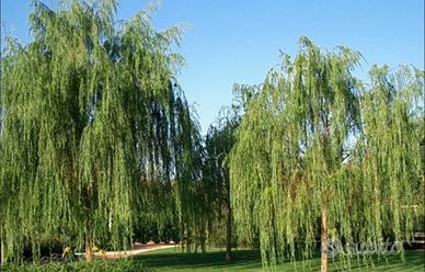 Salice  piangente.