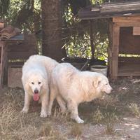 Cuccioli pastore maremmano abruzzese
