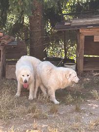 Cuccioli pastore maremmano abruzzese