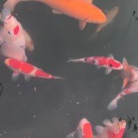 Carpe koi High Quality