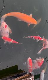 Carpe koi High Quality