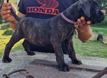 Cuccioli di cane corso