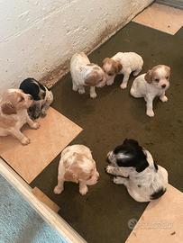Cani da tartufo