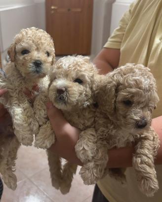 Cuccioli di barboncino nano