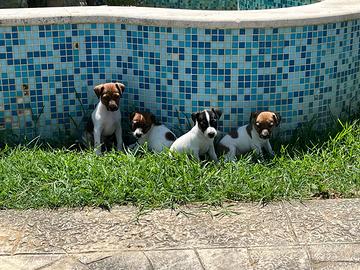 Jack russell