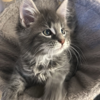 Maine Coon
