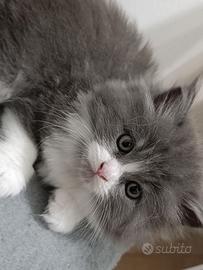 Gattino Persiano Bicolore Blue&White