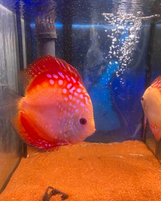 Discus italiani