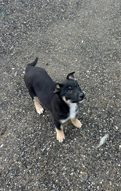 Pastore apuano cuccioli