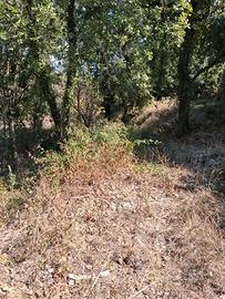 Terreno agricolo Sessa Aurunca
