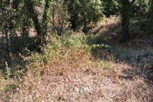 Terreno agricolo Sessa Aurunca