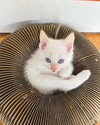 Gatti bianchi Angora