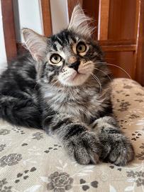 Gatti Siberiani 