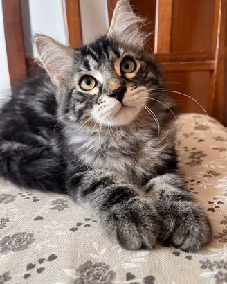 Gatti Siberiani 