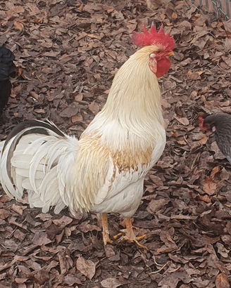 Gallo