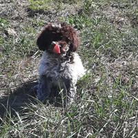 Lagotto da Tartufo