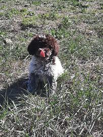 Lagotto da Tartufo