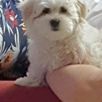 Maltese