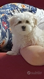 Maltese