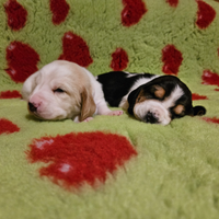 Cuccioli bassethound