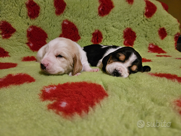 Cuccioli bassethound