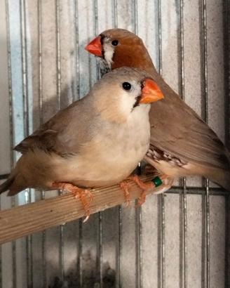 Petto arancio/Petto nero . MAGGIORATI