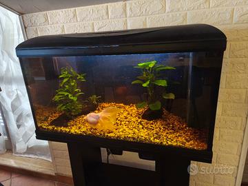 acquario 80 lt ,con luce e gruppo filtrante