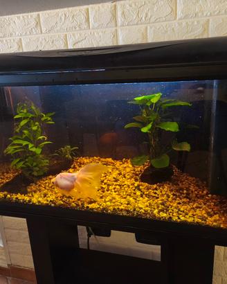 acquario 80 lt ,con luce e gruppo filtrante