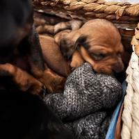 Cuccioli bassotto Arlecchino