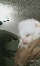 Pomerania bianco
