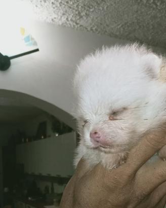 Pomerania bianco