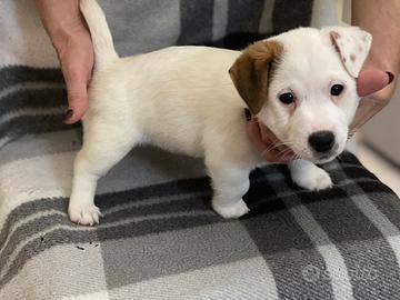 Jack Russell Terrier pedigree