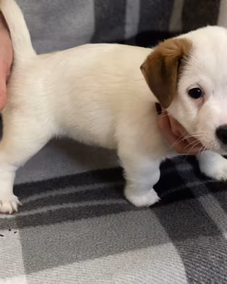 Cuccioli Jack Russell Terrier pedigree