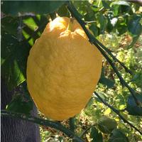 Pianta di cedro in vaso