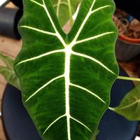 Alocasia Frydek 