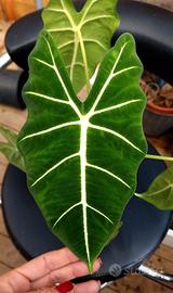 Alocasia Frydek 